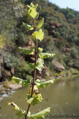 Tetradenia brevispicata