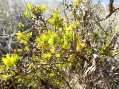 Drosanthemum quadratum