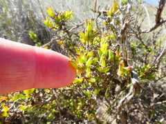 Drosanthemum quadratum