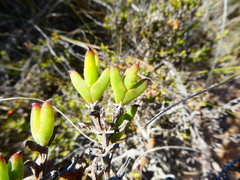 Drosanthemum quadratum