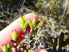 Drosanthemum quadratum