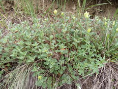 Scutellaria caucasica