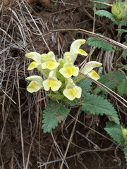 Scutellaria caucasica