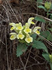 Scutellaria caucasica