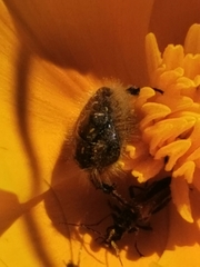 Tropinota squalida