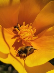 Tropinota squalida