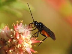 Braconidae