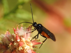 Braconidae