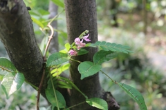 Abrus pulchellus mollis