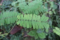 Abrus pulchellus mollis