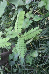 Abrus pulchellus mollis