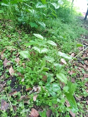 Lamium galeobdolon argentatum
