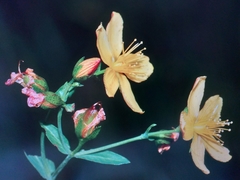 Hypericum australe