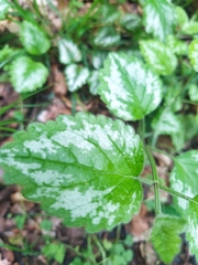 Lamium galeobdolon argentatum