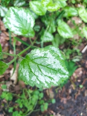 Lamium galeobdolon argentatum