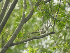 Curruca communis