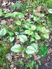 Lamium galeobdolon argentatum