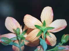 Hypericum australe
