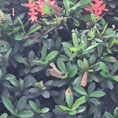 Calotes