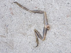 Pelodryadidae