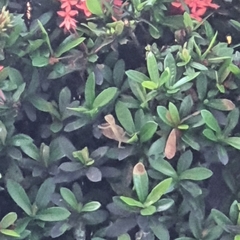 Calotes
