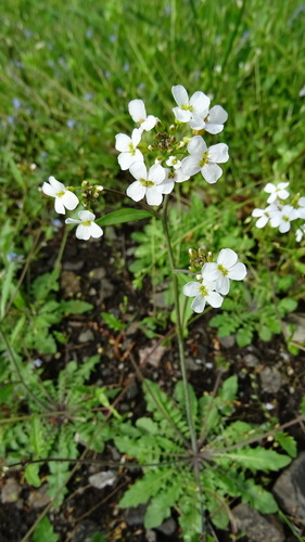 Smiltyninis skamainis nuotrauka
