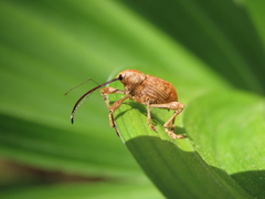 Curculio dentipes