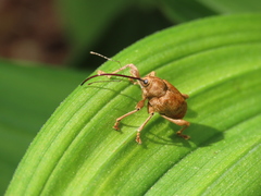 Curculio dentipes