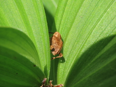 Curculio dentipes