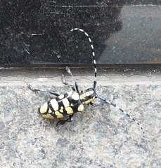 Anoplophora horsfieldii
