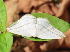 Ditrigona conflexaria