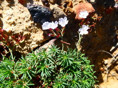 Limonium kraussianum