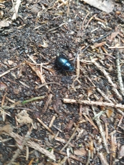 Anoplotrupes stercorosus