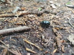 Anoplotrupes stercorosus