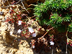 Limonium kraussianum
