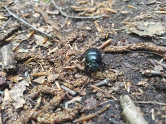 Anoplotrupes stercorosus