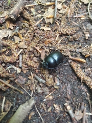 Anoplotrupes stercorosus