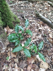 Ilex aquifolium