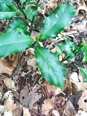 Ilex aquifolium