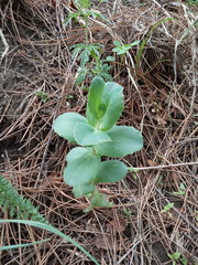 Hylotelephium caucasicum