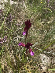 Anacamptis papilionacea papilionacea