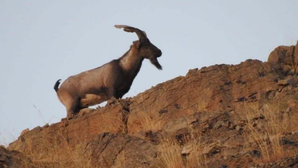 Chiltan Wild Goat