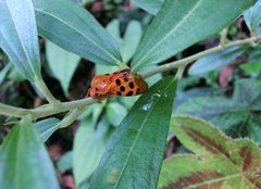 Cosmoscarta dorsimacula