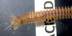 Platynereis