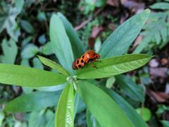 Cosmoscarta dorsimacula