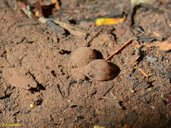 Limnonectes fujianensis