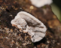 Datronia brunneoleuca