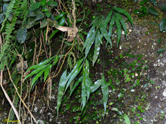 Asplenium formosae