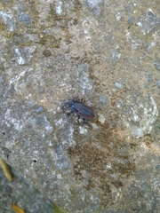 Erichius vittatus vittatus
