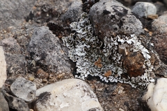 Squamarina cartilaginea